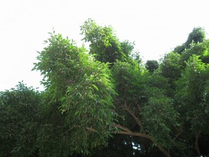 ４-７ハワイ　この木なんの木　モンキーポッドの枝